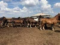 Cavalo, Horse breed — foto 4