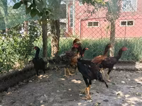 Chickens — عکس 7
