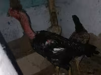 Chickens — Foto 1