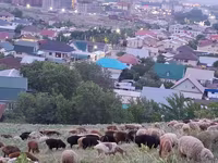 مینڈھا, بھیڑیں — تصویر 8