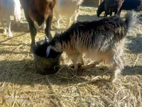 ፍየል, Goats — ፎቶ 3