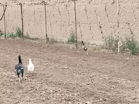 Chickens — Foto 6