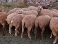 Wad, Sheep — sawirka 3