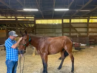 雄馬, Standardbred — 写真 3