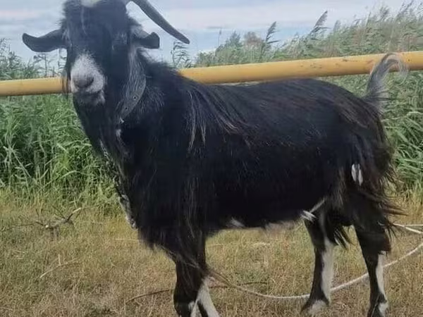 Koza, Kozy