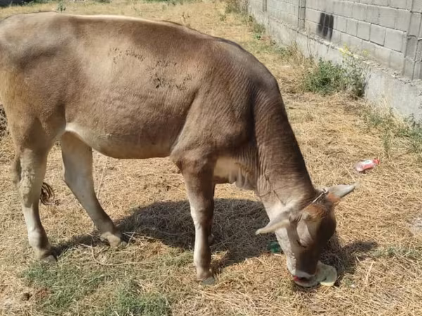 วัวตัวเมีย, Swiss cattle