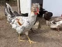 Chickens — 3. fotó