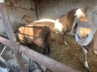 Продаю | Овца (самка), Баран (самец) | На забой, Для разведения, Для шерсти — 照片 2