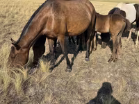 Ngựa cái, Kazakh horse — ảnh 5