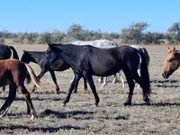 مادیان, Kazakh horse — عکس 4