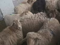 میش, گوسفند — عکس 4