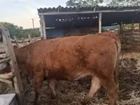 گاو ماده, گاو — عکس 3