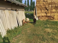 Kos, Juhok — 2. fotó