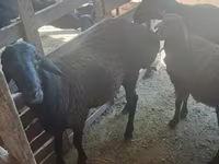 Beran, Hissar sheep — foto 3