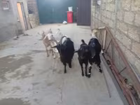 Koza, Kozy — foto 2