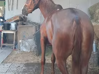 مادیان, اسب — عکس 5