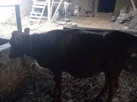 Vacă, Bovine — foto 5