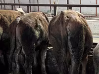 Bou, Simmental cattle — foto 4