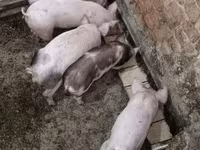 Babi (lot, jantina tidak dinyatakan), Пьетрен — foto 3