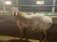 Ovan, Arashan sheep — fotografija 1