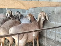 Πρόβατο, Arashan sheep — φωτογραφία 1