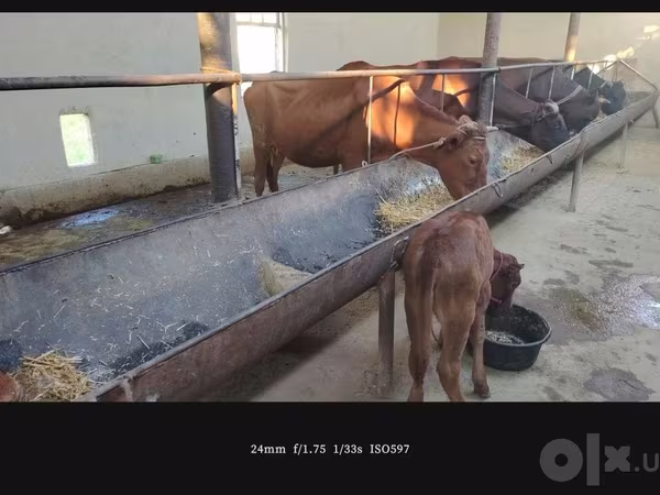 गाय, Simmental cattle