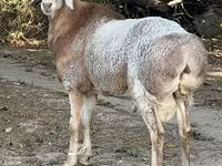 مینڈھا, بھیڑیں — تصویر 2
