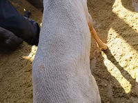 Қӯчқор, Kyrgyz Mountain merino sheep — акс 6