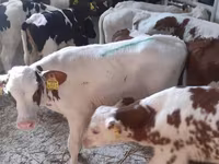 Buqa, Simmental cattle — 3-rasm