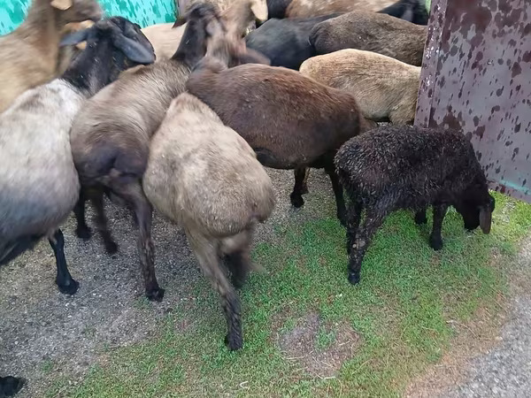 قوچ, گوسفند