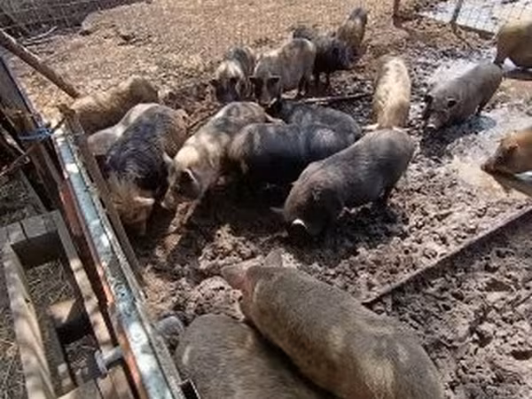 Sow,  — Hungary