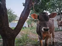 Lembu jantan, Cattle — foto 2