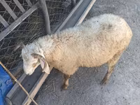 Domba (batch, jenis kelamin tidak disebutkan), Sheep — foto 4