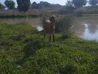 Kambing betina, Kamori goats — foto 3