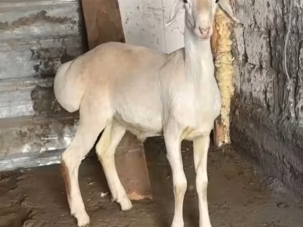 Koç, Rhon sheep