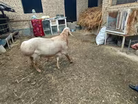 Montone, Arashan sheep — foto 5