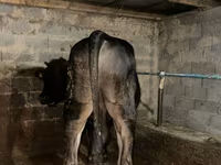 Tyre, Aberdeen-Angus — foto 3