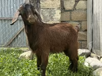 ወንድ ፍየል, Goats — ፎቶ 2