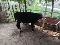 Kvæg (parti, køn ikke angivet), Russian Black pied cattle — foto 2