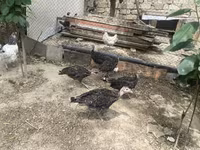 Turkeys — фото 2
