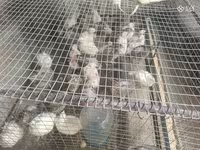 Quails — تصویر 2