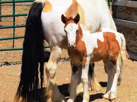 Kuda betina, Gypsy horse — foto 5