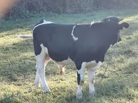 Buğa, Russian Black pied cattle — foto 3