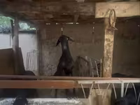 Kambing jantan, Sheep — foto 2