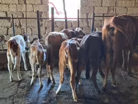 雄牛, Simmental cattle — 写真 3