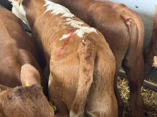گاو و گوساله (گروه، جنسیت مشخص نشده), Simmental cattle