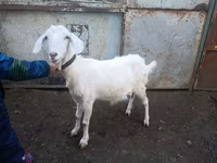 Keçi, Nubian Goat — foto 2