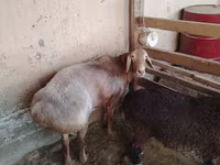 Carnero, Arashan sheep — foto 1