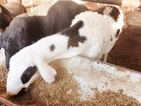Biri-biri betina, Sheep — foto 1