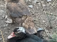 Ducks — عکس 7